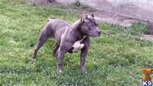 American Pit Bull